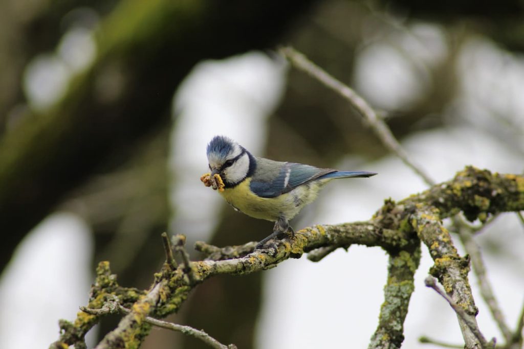 Eurasian Blue Tit