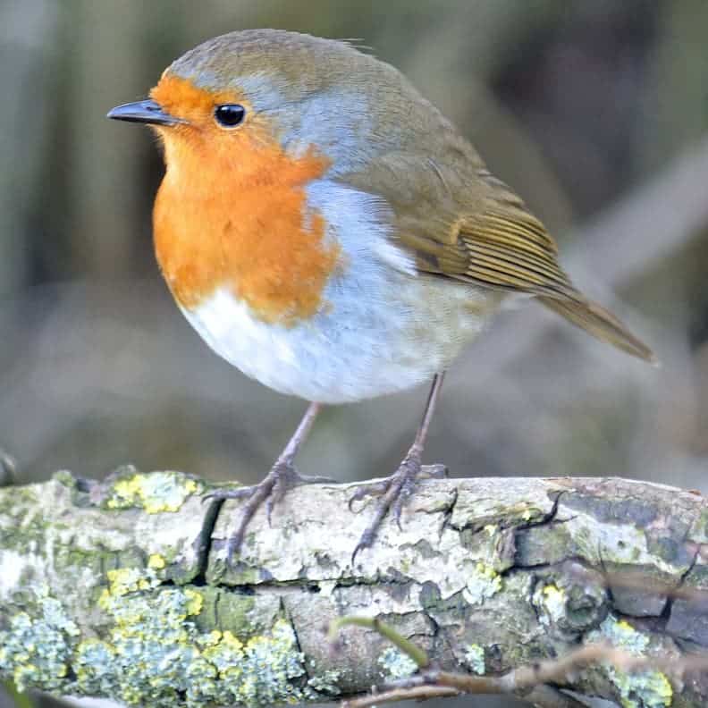 European Robin