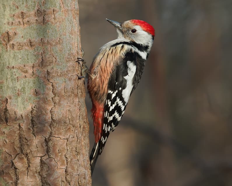 Middle Spotted Woodpecker