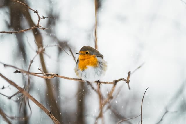 A sparrowhawk resting on a snowy branch.