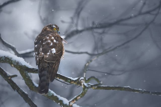 A sparrowhawk resting on a snowy branch.