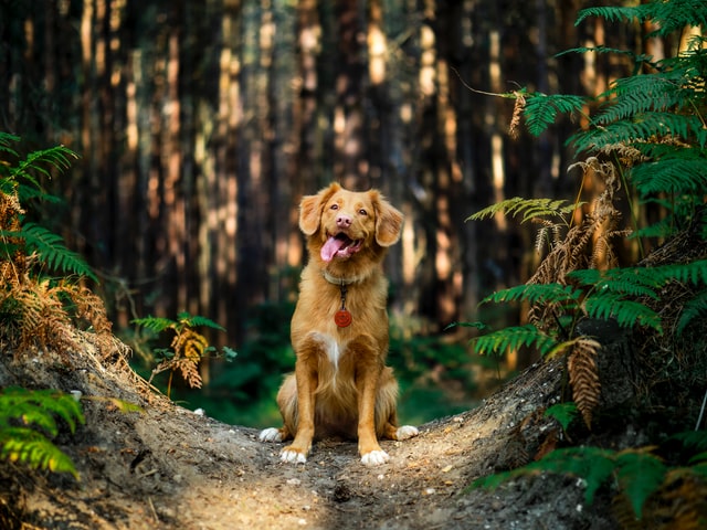 A walker posing with his dog.