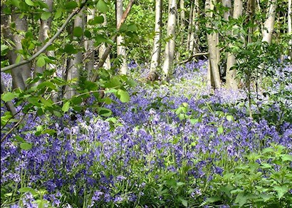 Bluebells