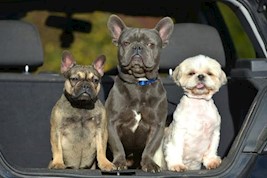 Dogs in car boot