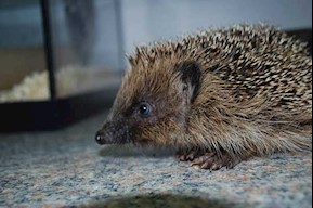 Hedgehog