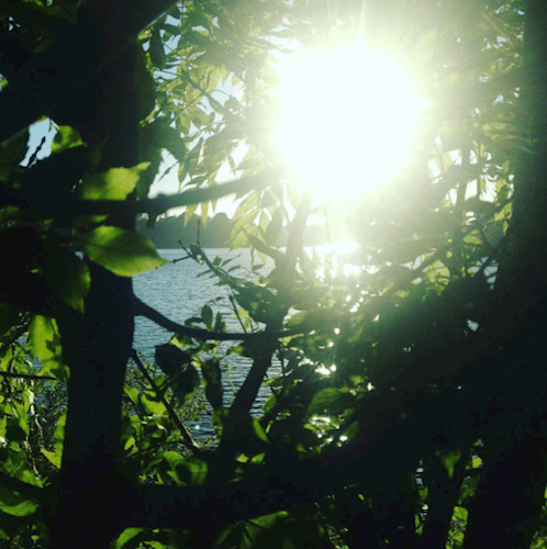 Trees and sun