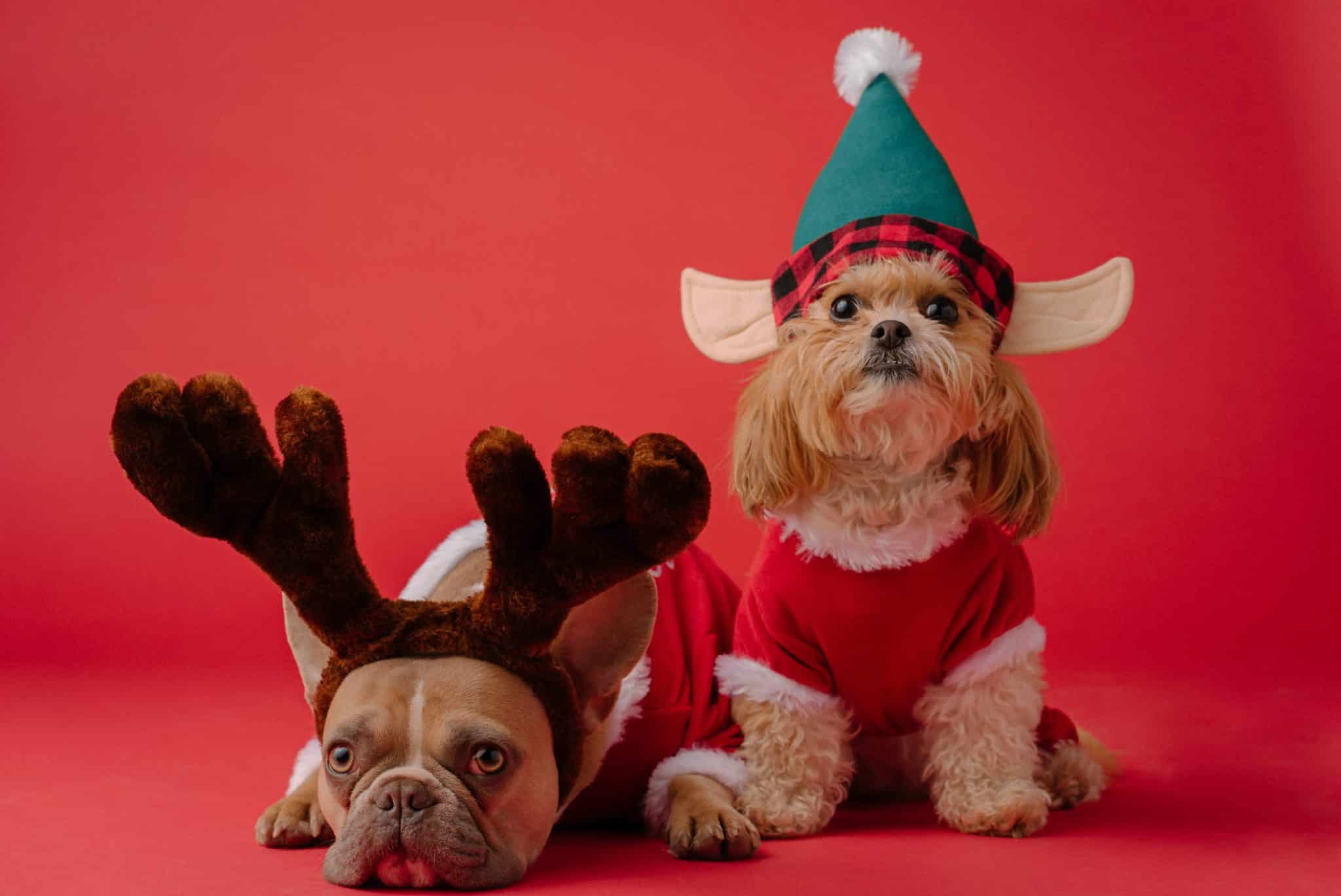 dogs dressed up as christmas elf