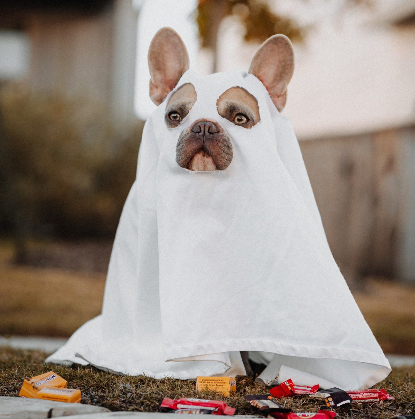 Dog with ghost costume