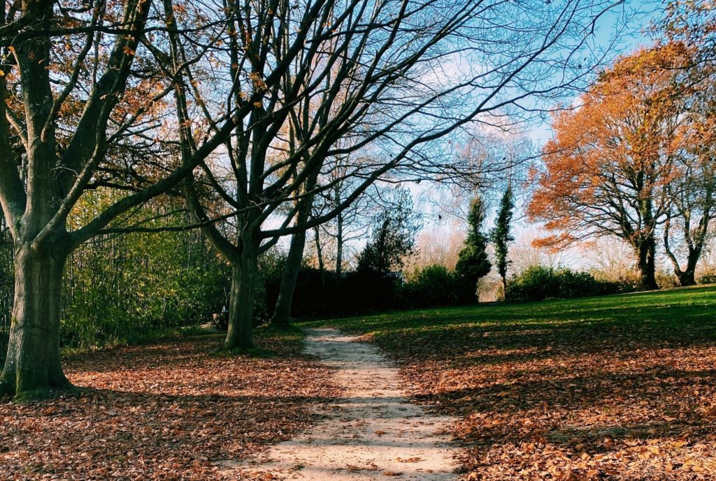 Path through leaves and trees