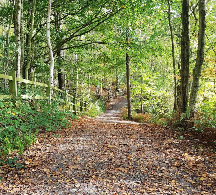 footpath at Bewl Water enclosed by tall trees and leaves on the path