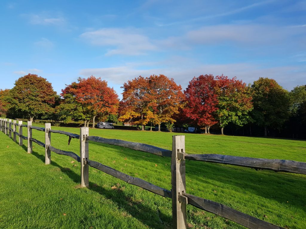 Wooden fence, grass and trees