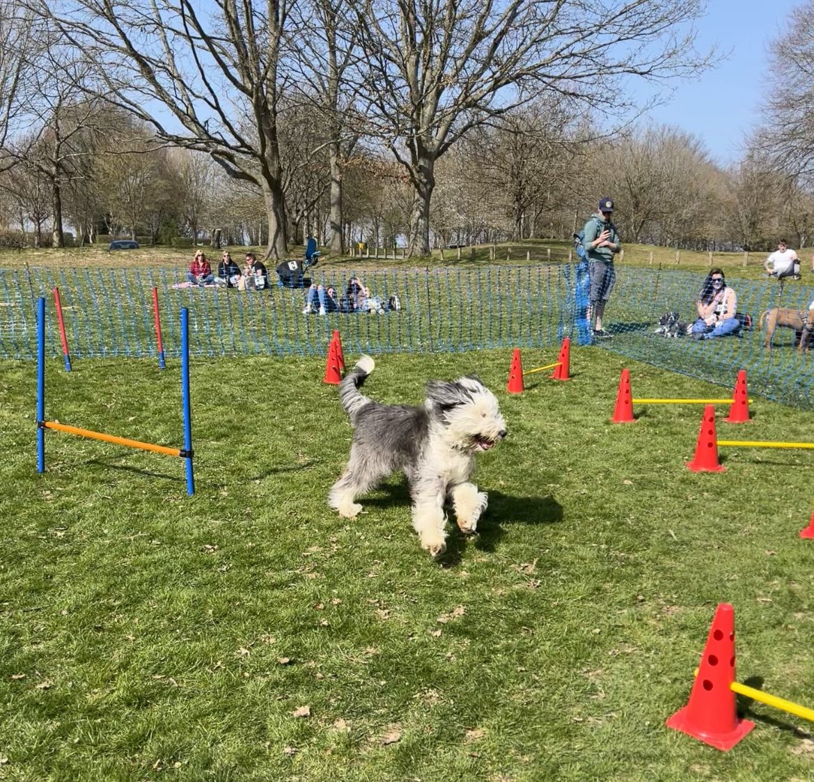 Dog participating in a obstacle course at Bewl Water