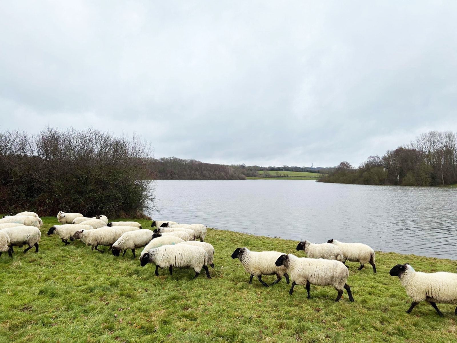 Flock of Sheep at bewl water