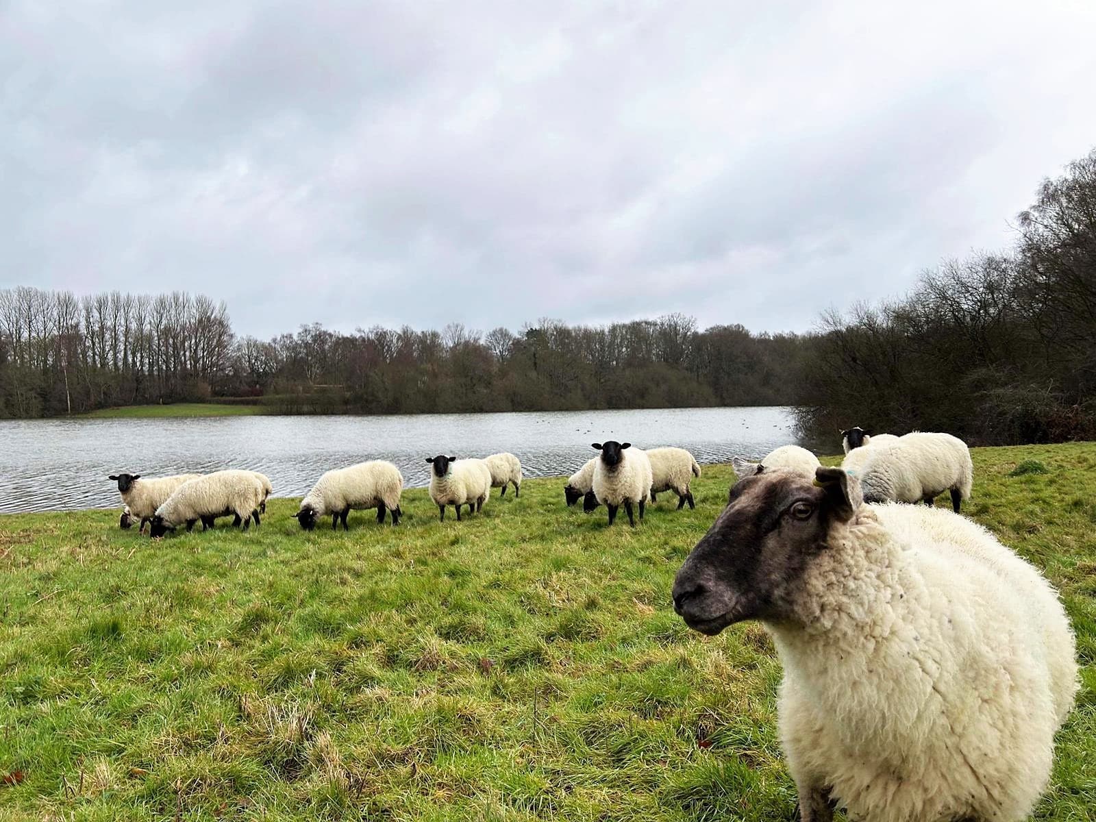 Flock of Sheep at bewl water