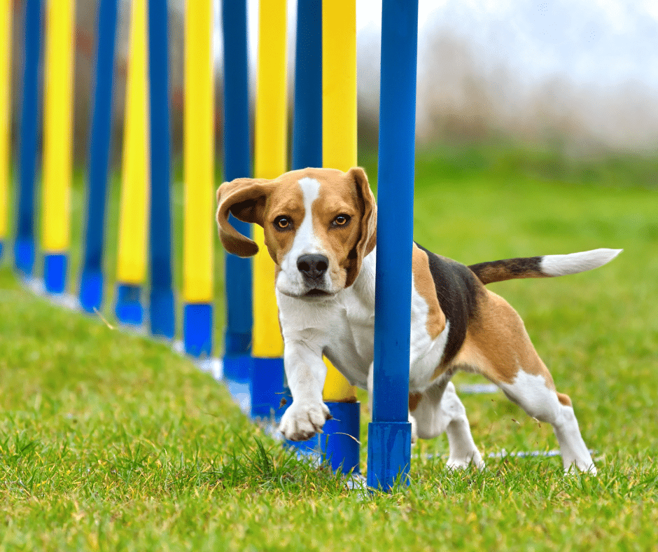 Dog doing an obstacle course