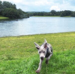 Dog Walking in Kent at Bewl Water