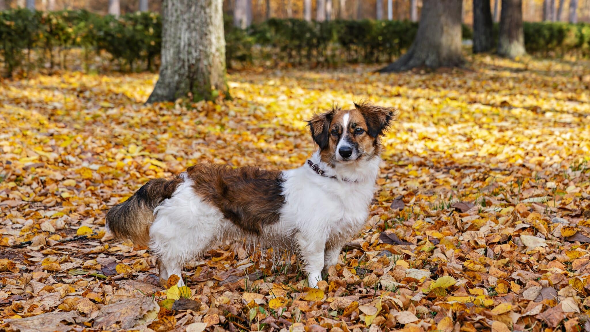 Scenic Dog Walks in Kent